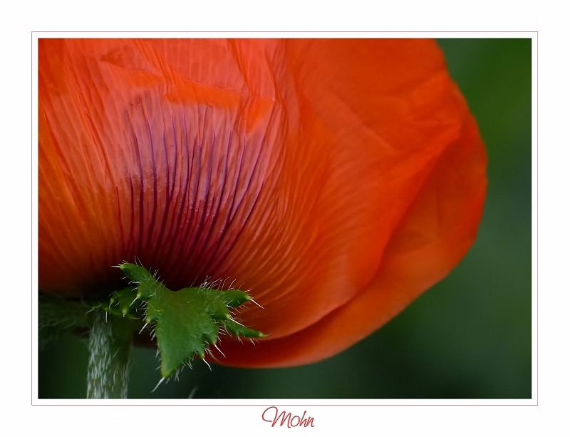 Mohn