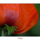 Mohn