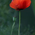 Mohn