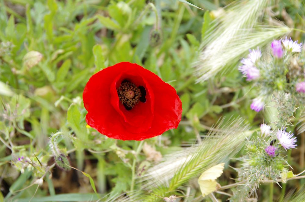 Mohn