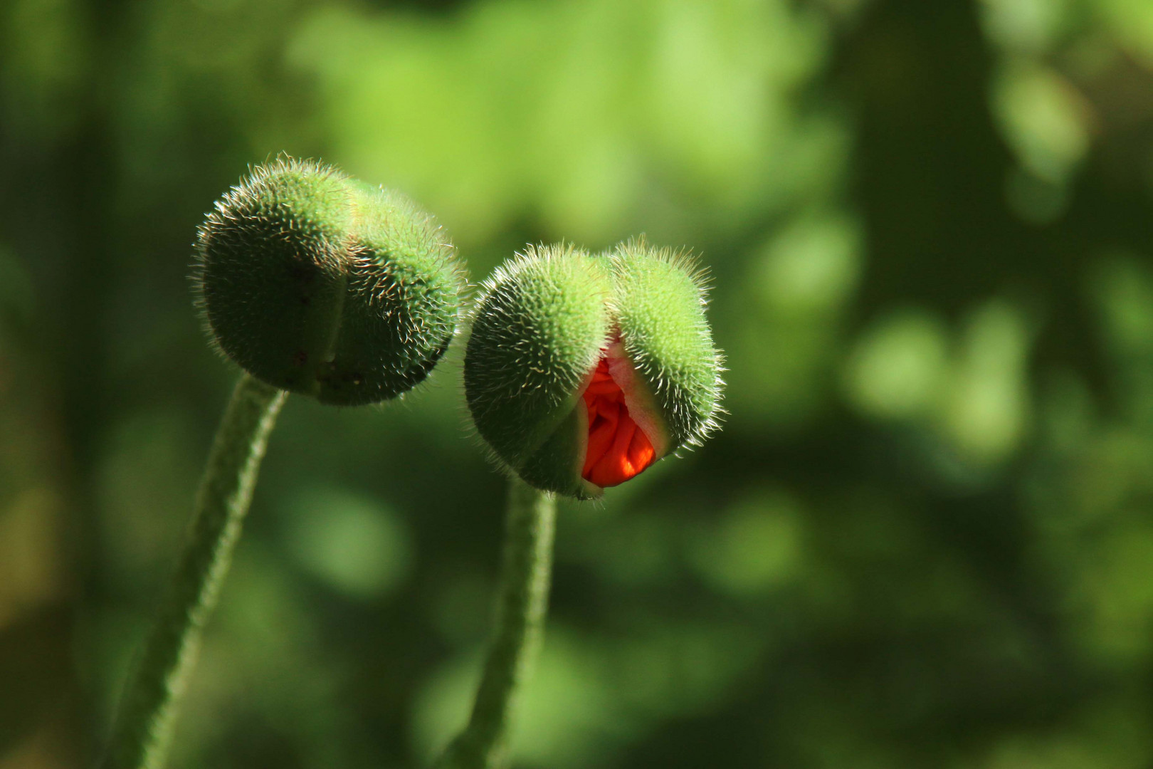 Mohn