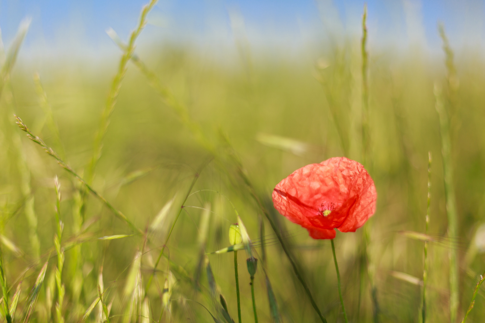 Mohn