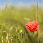 Mohn