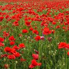 Mohn