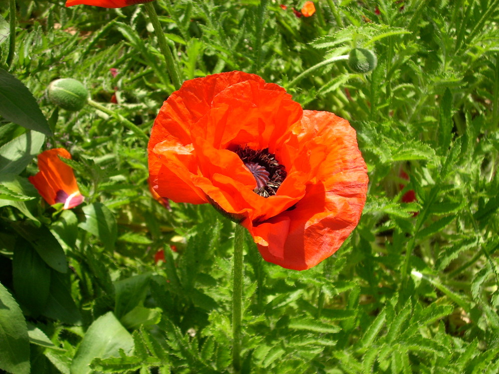 Mohn