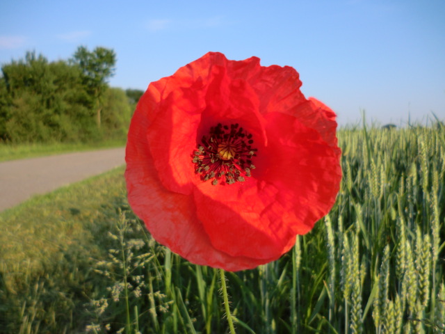 Mohn