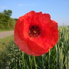 Mohn