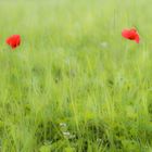 mohn