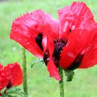 Mohn