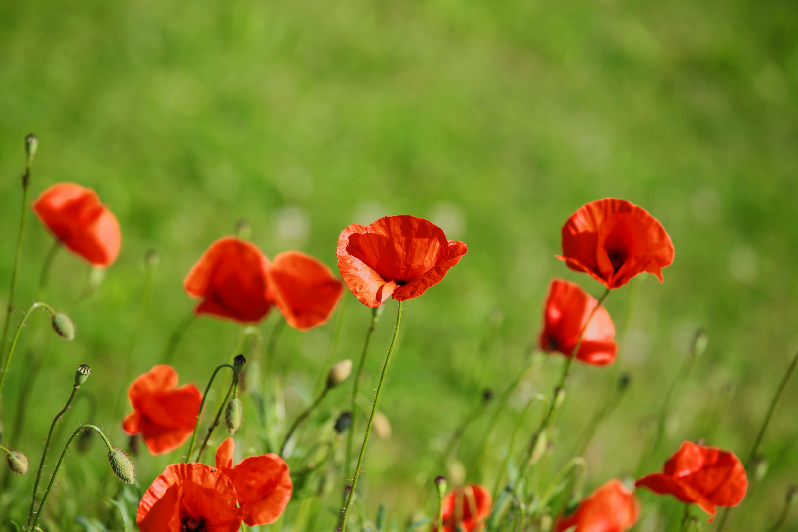 Mohn