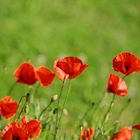 Mohn