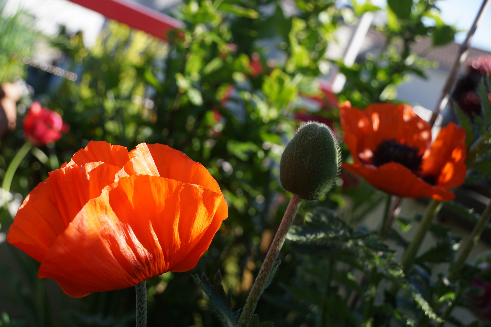 Mohn