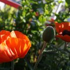 Mohn