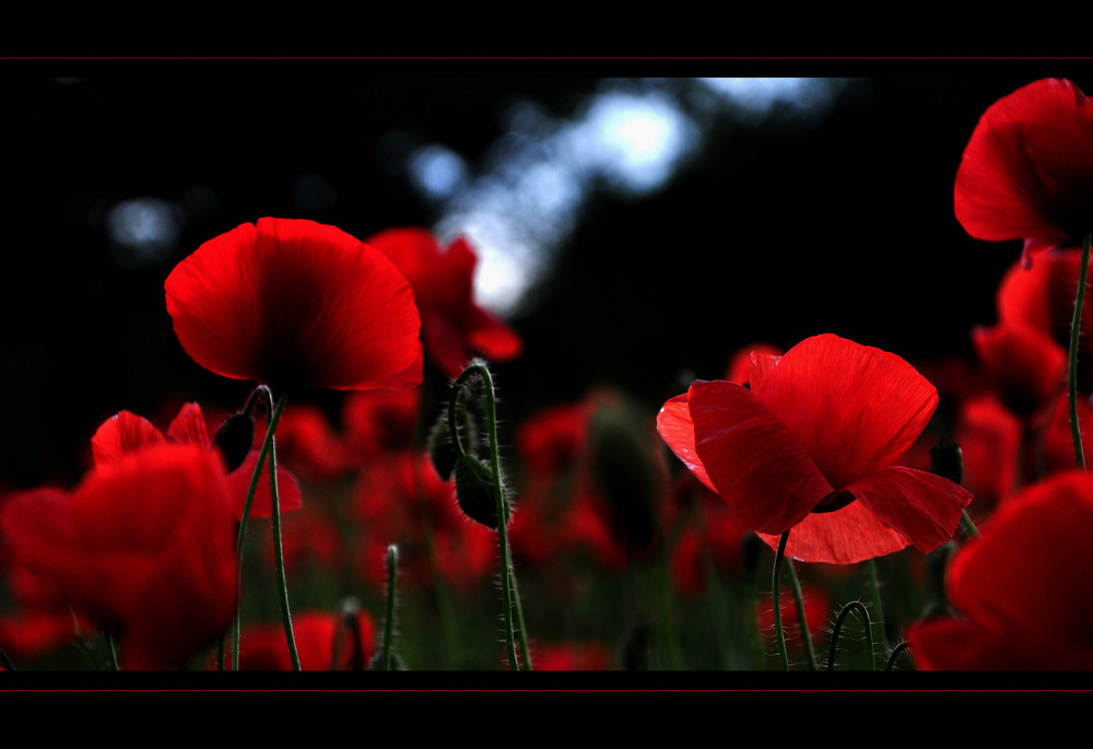 Mohn