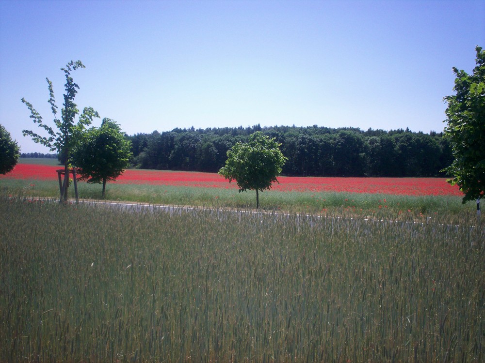 Mohn