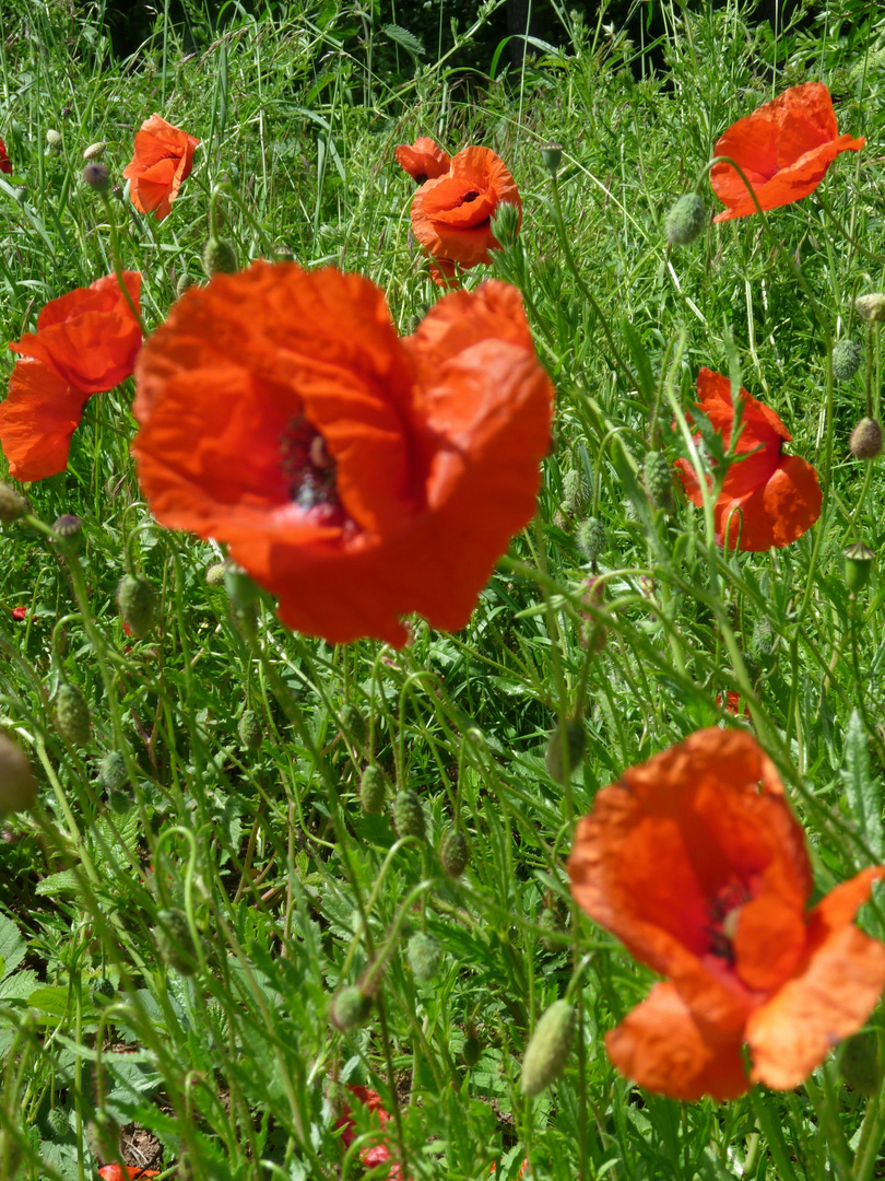 Mohn