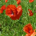 Mohn