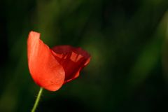 Mohn