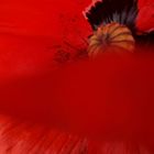 Mohn