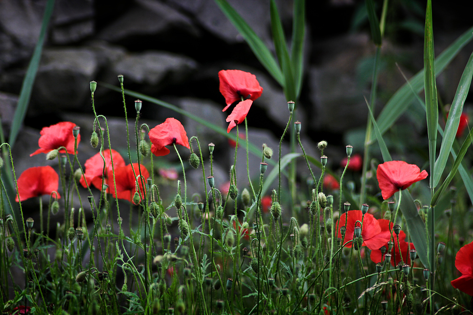 Mohn