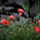 Mohn