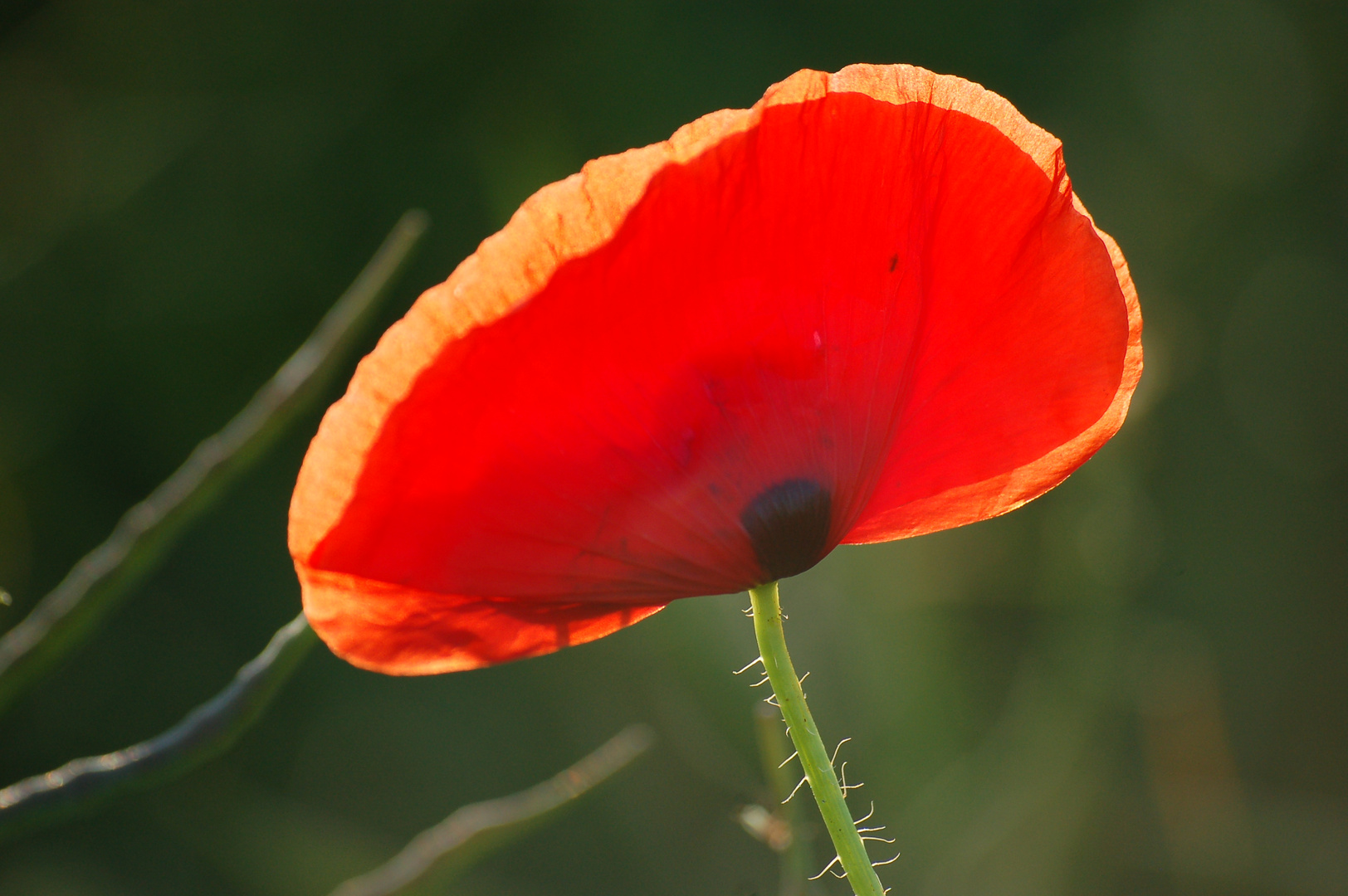 Mohn