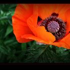 Mohn