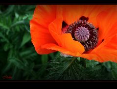 Mohn