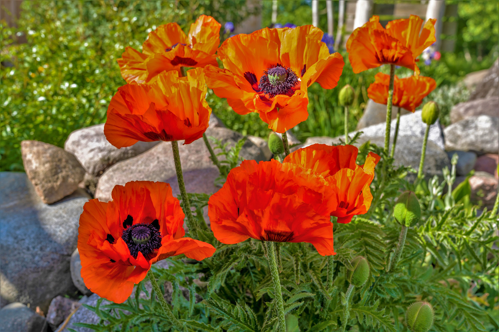 Mohn