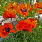 Mohn