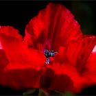 *--Mohn--*