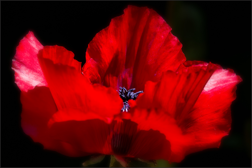 *--Mohn--*