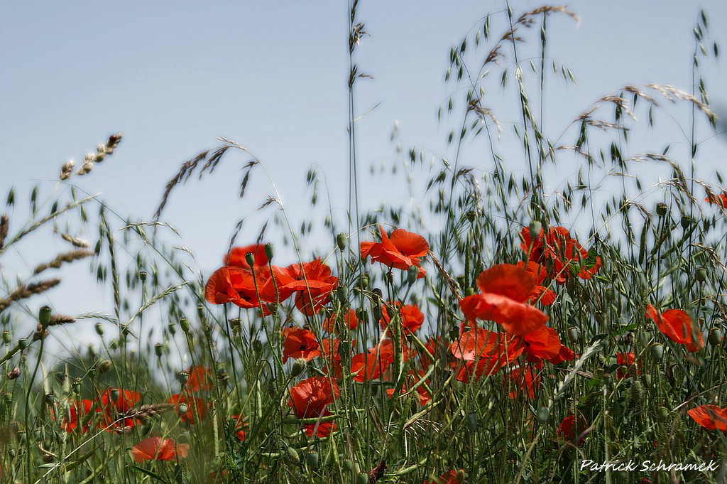 Mohn