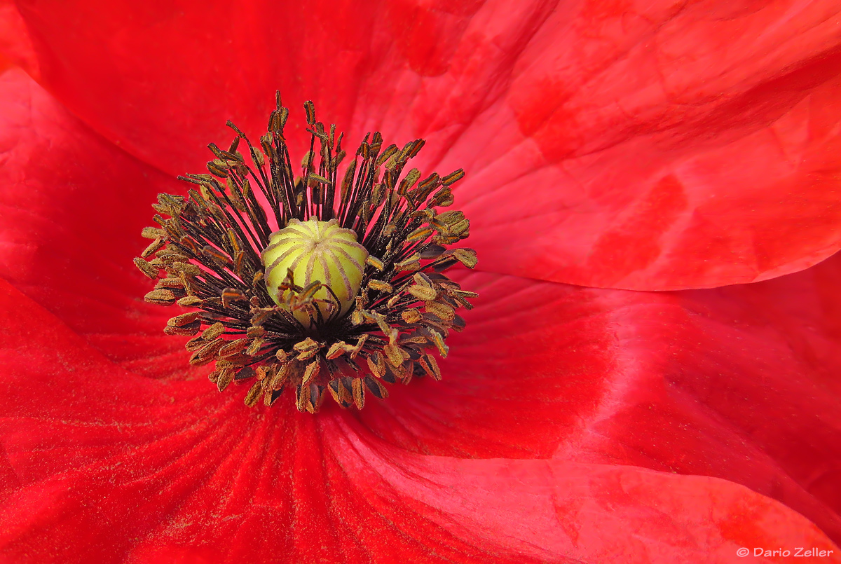 Mohn