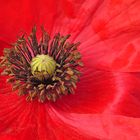 Mohn