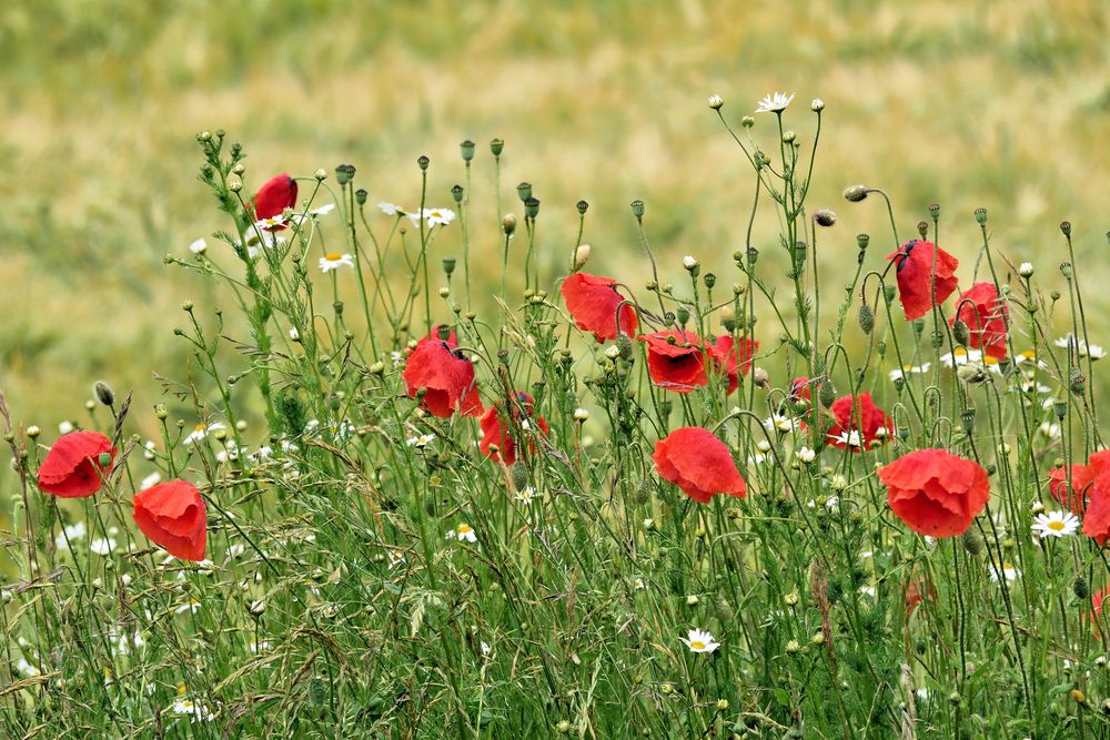 MOHN