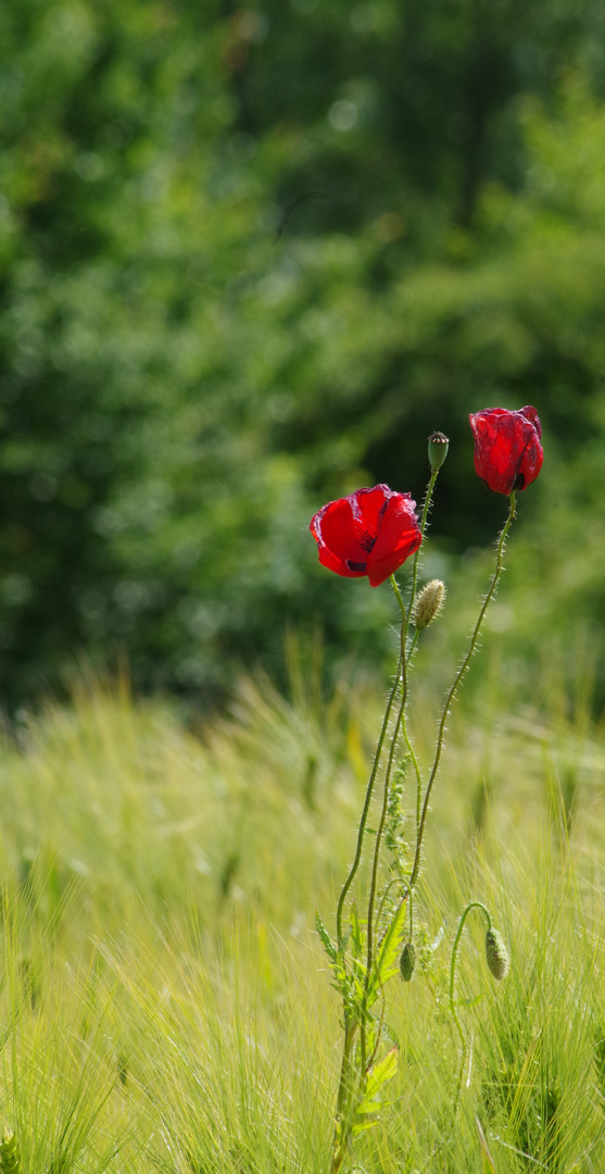 ~mohn~