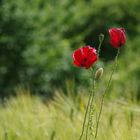 ~mohn~