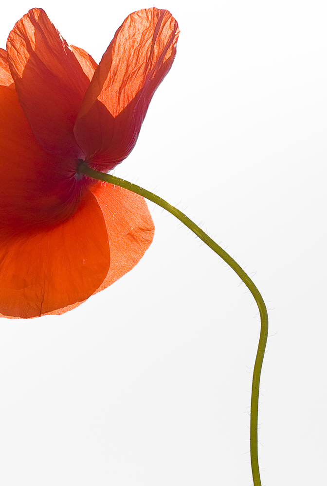 Mohn