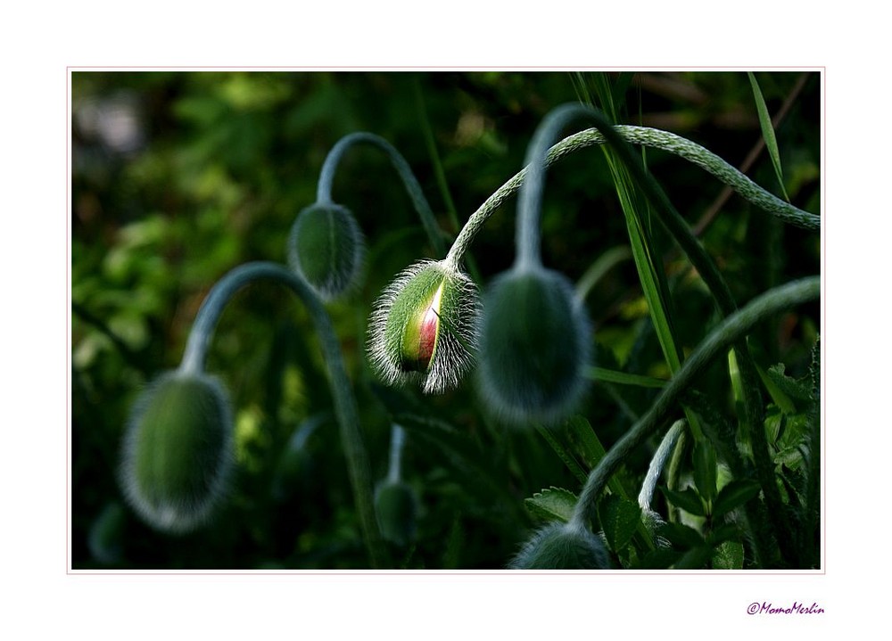 MOHN