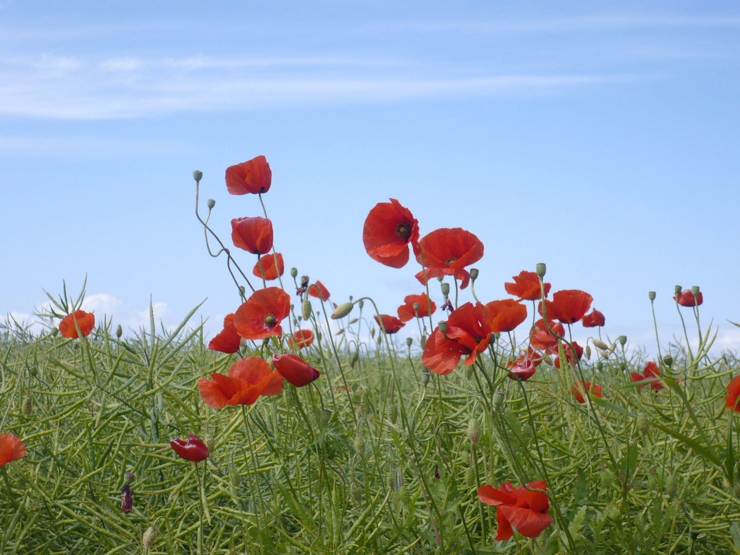 Mohn