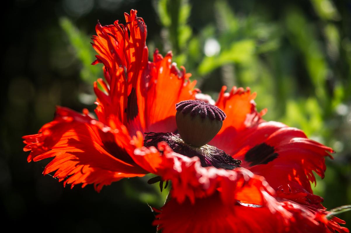 Mohn