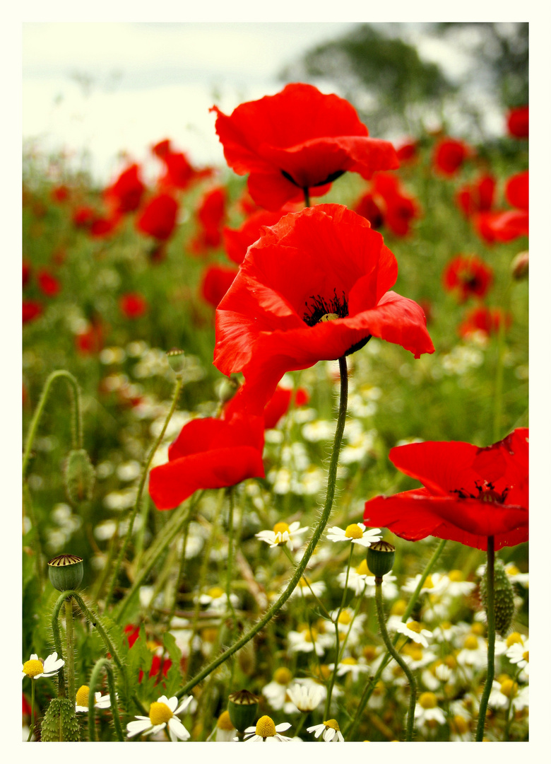 Mohn