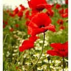 Mohn