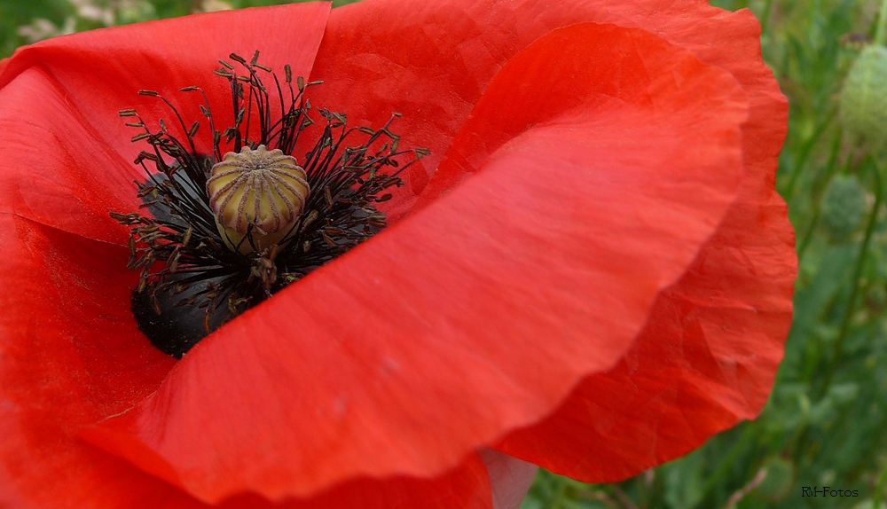 Mohn