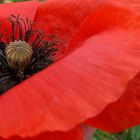 Mohn