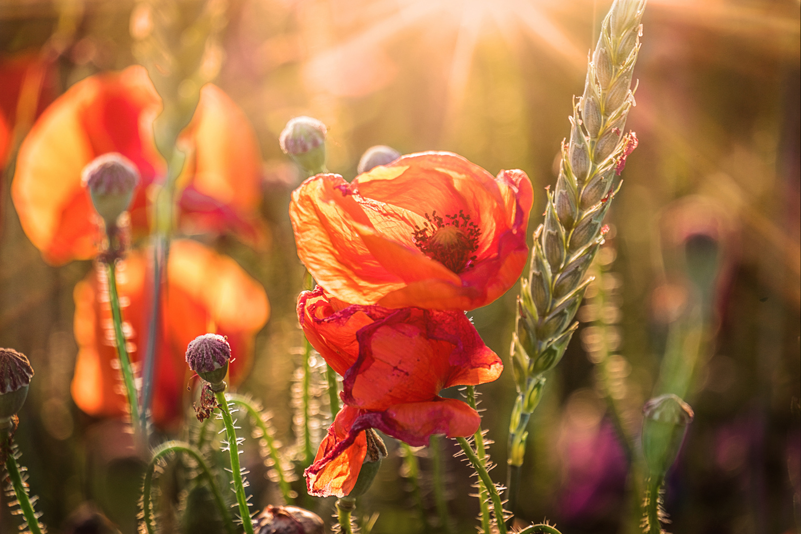 Mohn