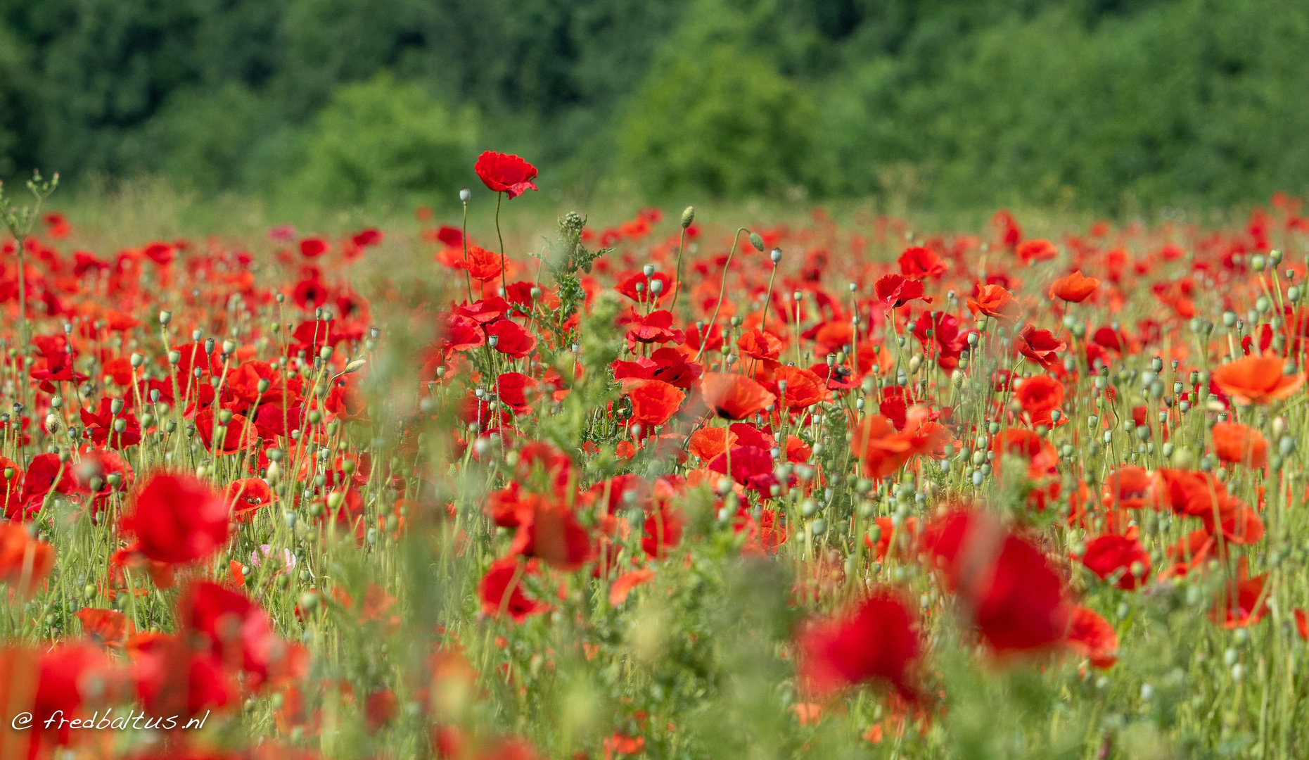 Mohn