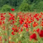 Mohn