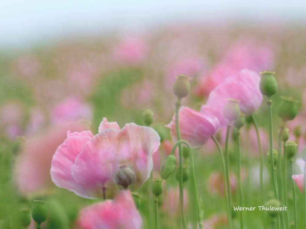 Mohn